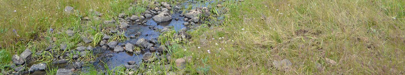 Small creek surrounded by native grasses.